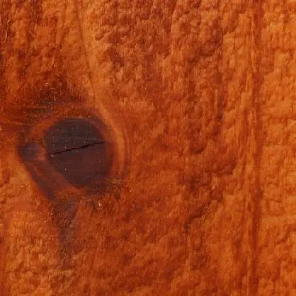 Mountain Pine